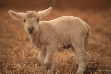 Lamb